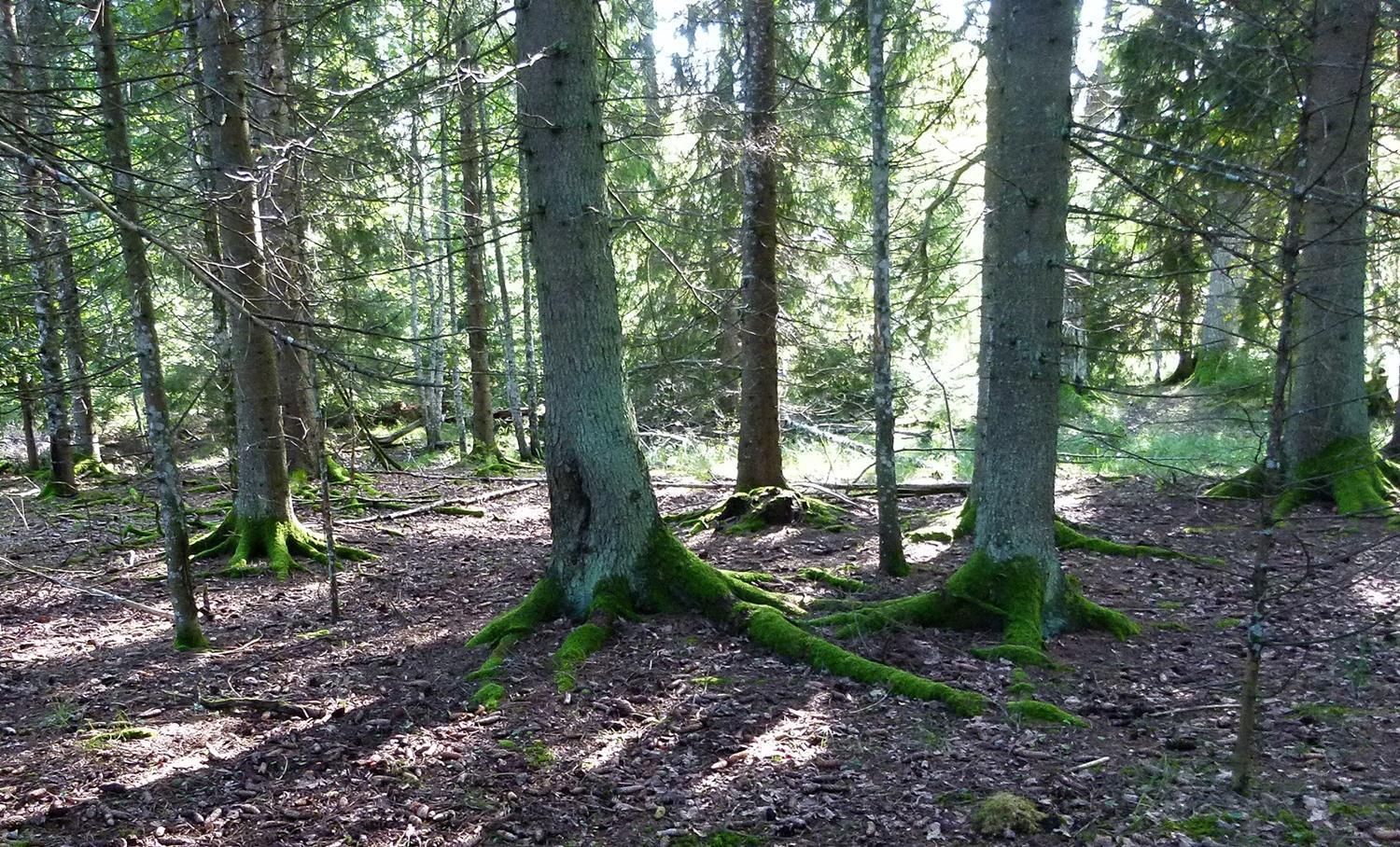 Viruna Farm Kiraste Экстерьер фото