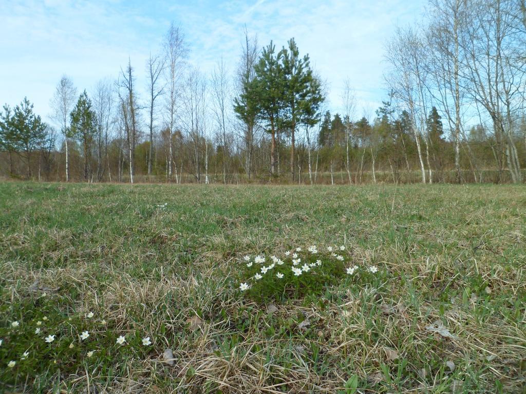Viruna Farm Kiraste Экстерьер фото
