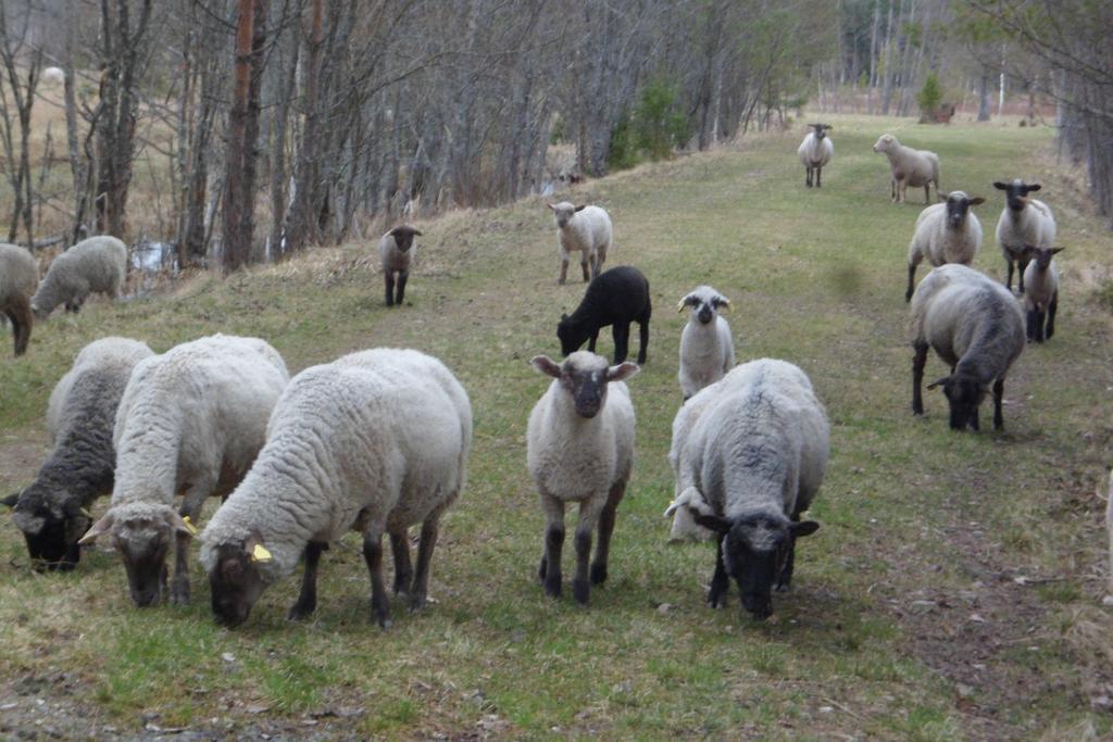 Viruna Farm Kiraste Экстерьер фото