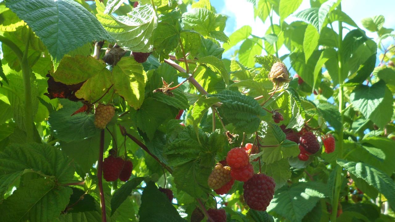 Viruna Farm Kiraste Экстерьер фото