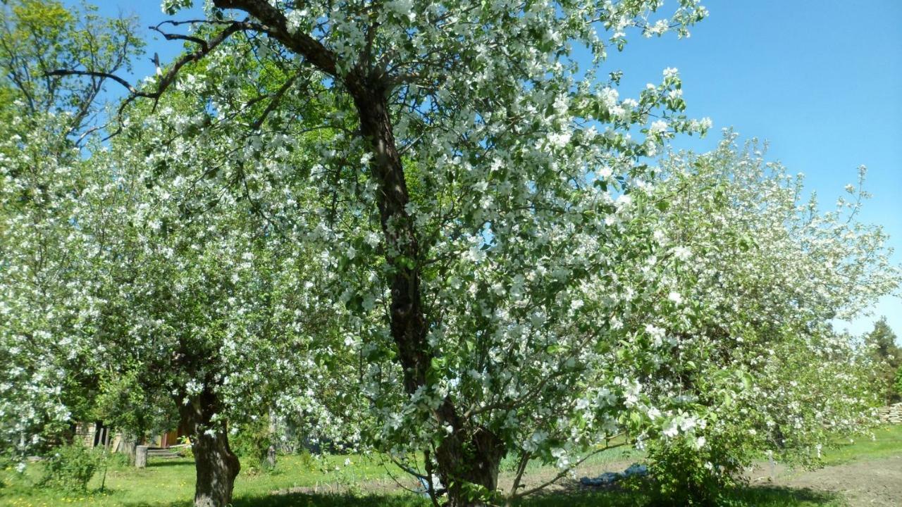 Viruna Farm Kiraste Экстерьер фото